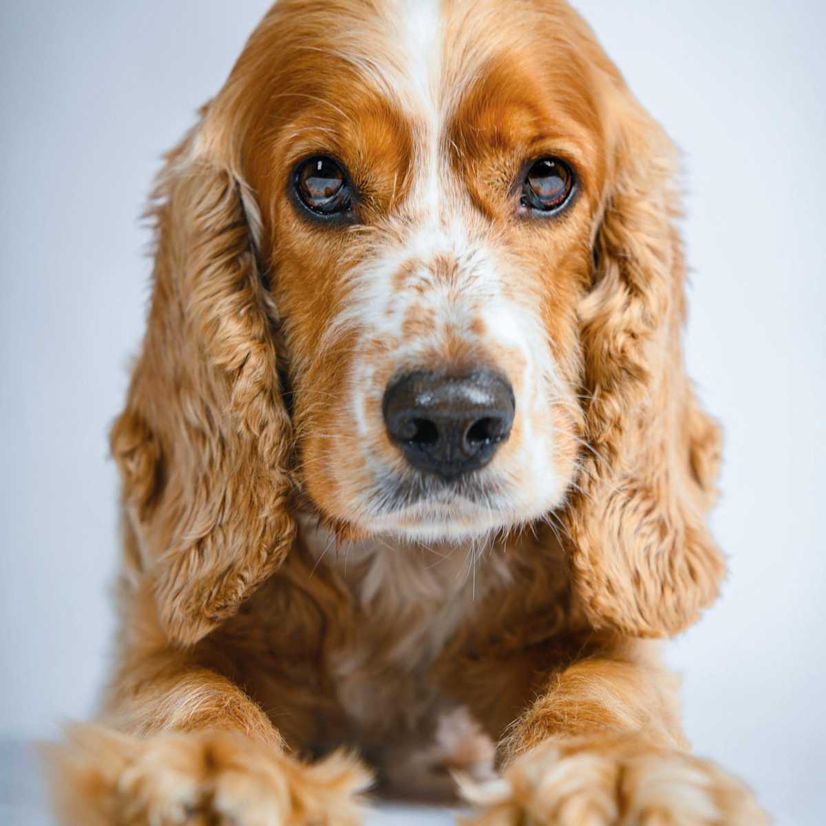 cocker spaniel