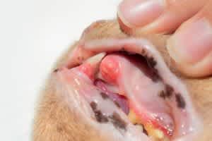 Swollen and inflamed gums and possible tooth resorption.