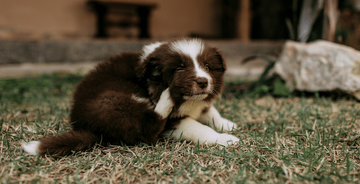 Blog header itchy skin (dog)