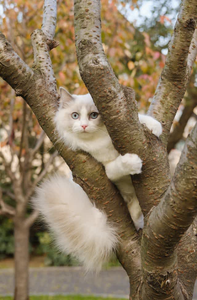 The nine lives of a cat