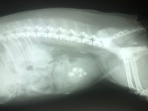 Bladder stones on an x-ray
