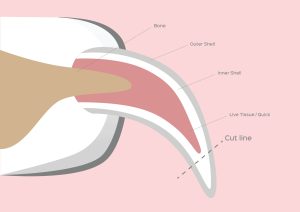 Dog nail anatomy