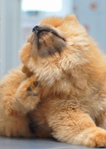 Scratching is a common sign of food allergies