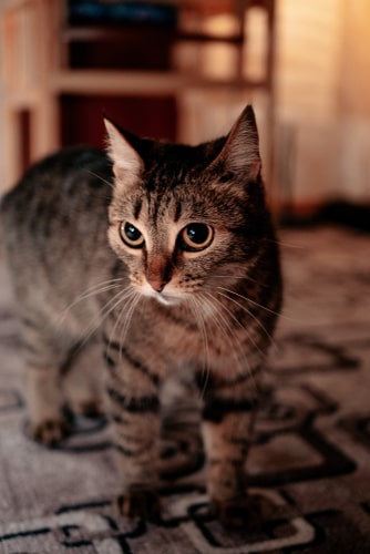 Dilated pupils can indicate stress in cats