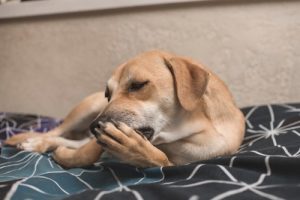 Dog licking paws