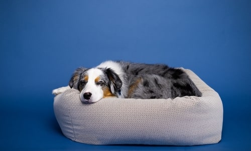 Help for Reactive Dogs