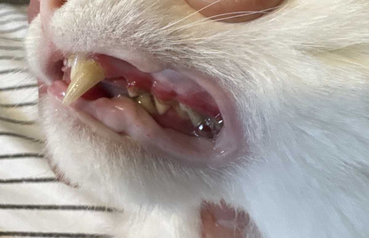 Stomatitis in cats: This image shows bright red, inflamed gums.