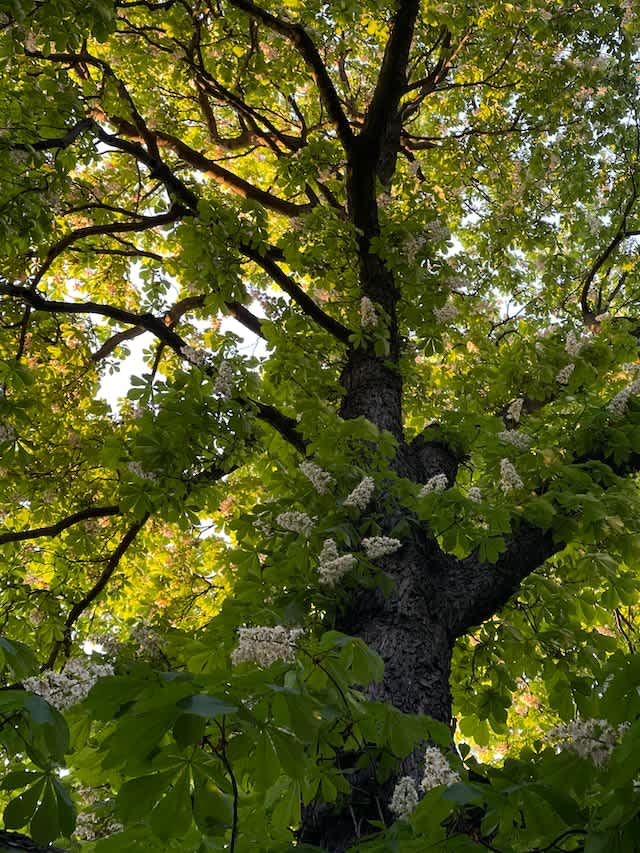 Horse chestnut