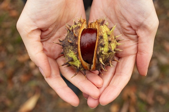 Conker in shell