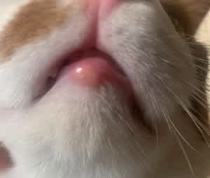 A swollen lip is a common sign of allergies in cats
