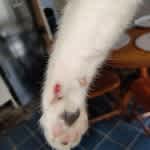Graze wound