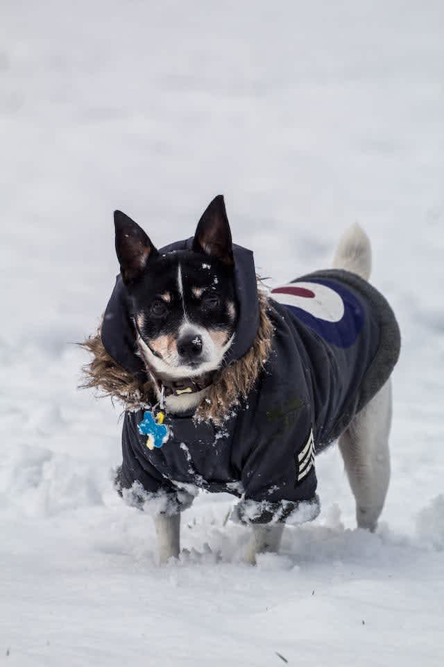 Jack Russel with hooded coat in the snow