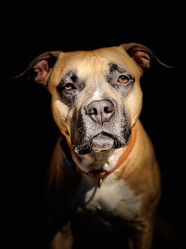 International Dog Day