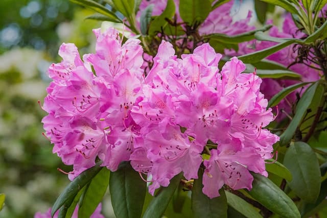 Rhododendrons are toxic to cats and dogs