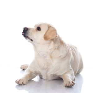 Lethargy or reluctance to move can be a sign of a fever in dogs