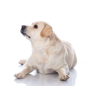 Fever in dogs