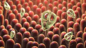 Giardia in cats