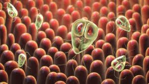 Giardia in cats