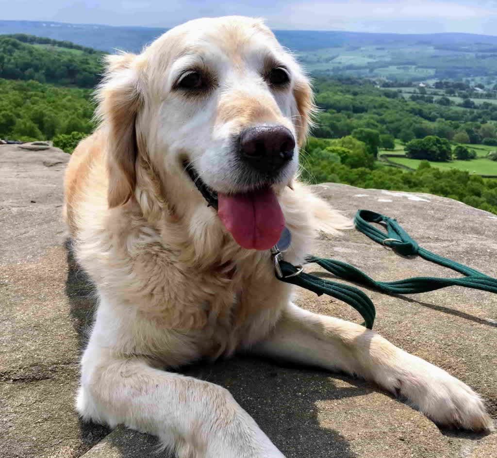 Golden retriever
