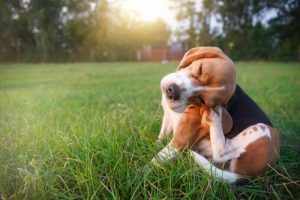 Hay fever in dogs