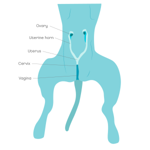 Spay in dogs