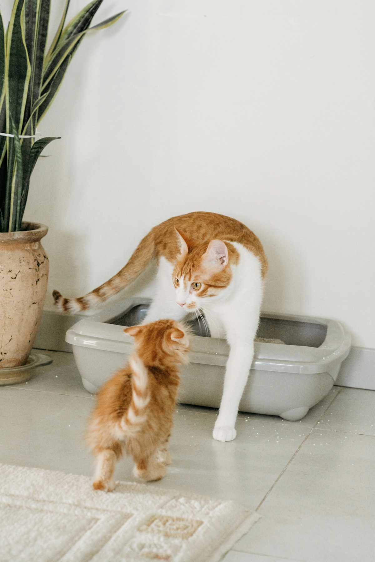 Frequent trips to the litter tray with straining and passing small or no urine indicates a severe issue in cats