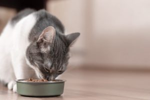 Food allergies in cats