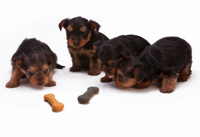 How Much To Feed A Dog | Puppy Feeding Guide | Joii Pet Care