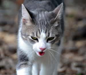 Open-mouth breathing in cats is never normal