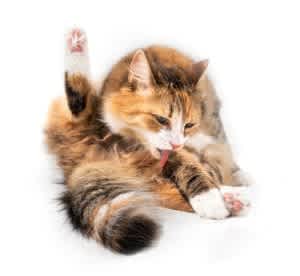Excessive grooming is a common sign of stress in cats