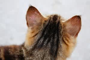 Hair loss on the outside of the ears can indicate a problem in the canal