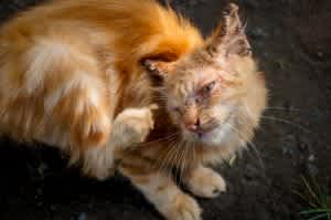 cat scratching