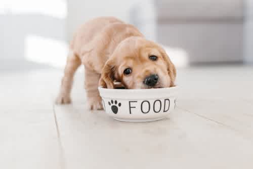 Puppy eating