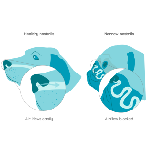 Narrow nostrils