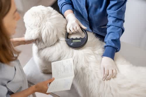 Pet Travel Made Easy: Your 5-Step Guide to EU Travel