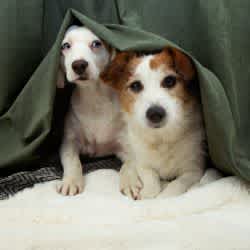 Dogs and Fireworks - Keeping Your Dog Calm