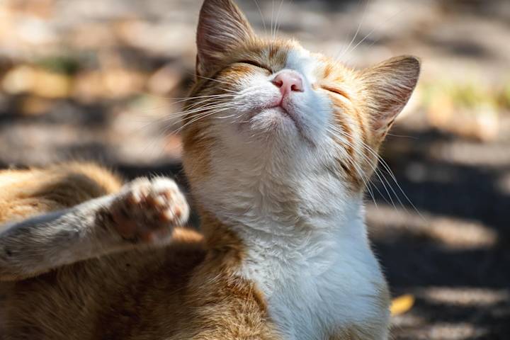 Contact dermatitis in cats