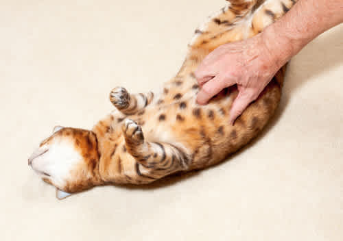 The nine lives of a cat
