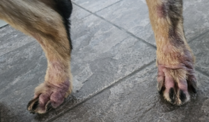 Dog’s paws with signs of mange