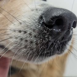 Nasal discharge dog