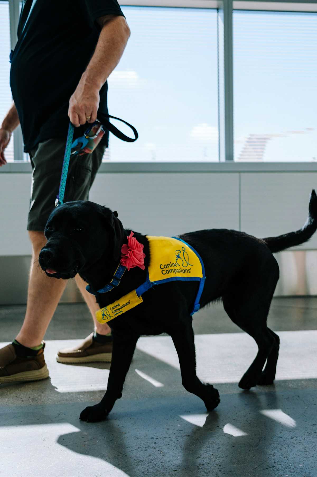 Service Dog