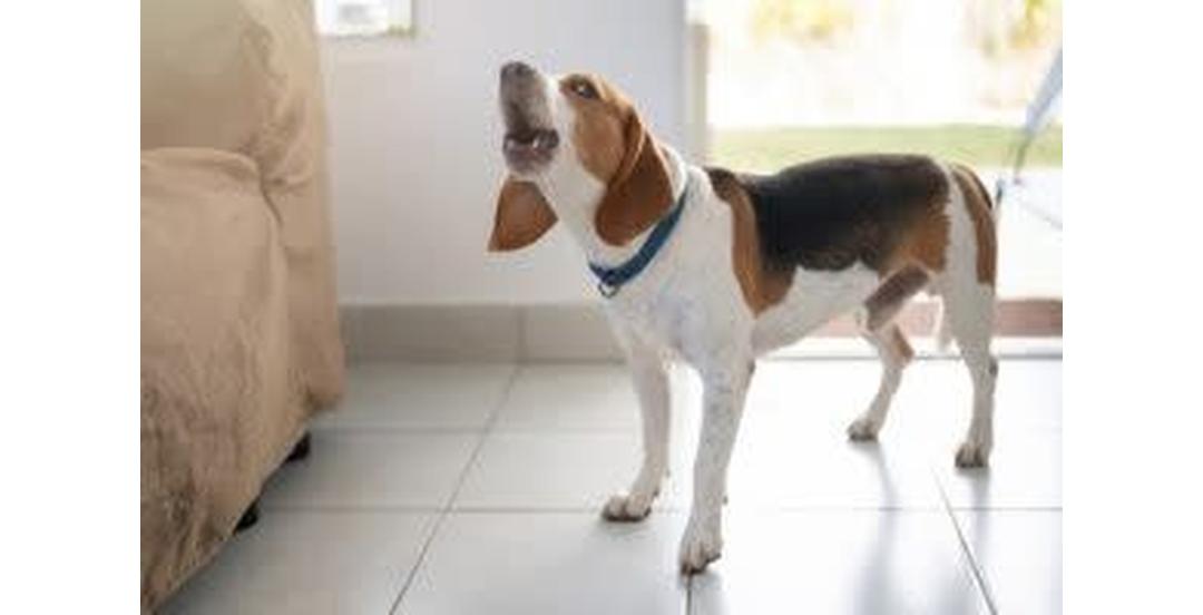 Excessive barking is a common issue for dog owners