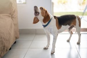Excessive barking is a common issue for dog owners