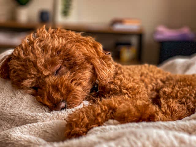 Puppy sleeping