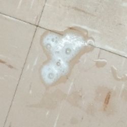 Cat sick, white foam.