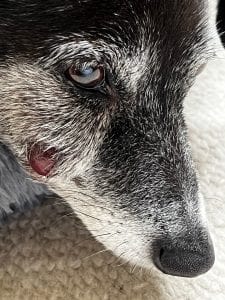 Dental abscesses often appear below the eye