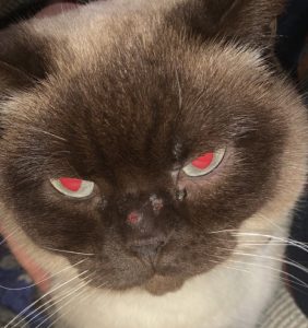 Lesions often start around the face