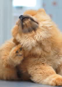 Dog scratching