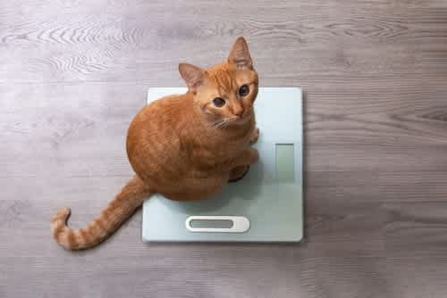 The Benefits of Mixed Feeding for Your Pets