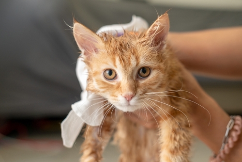 Cat being dried after rinsing